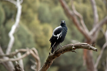 the magpie is a black and white bird