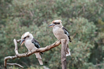 the kookaburra is a loud noisy bird they have a white body brown and blue wongs and a brown mask