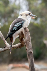 this is a side view of a laughing kookaburra