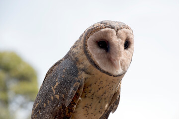 the lesser sooty owl has a heart shaped face with black eyes. 