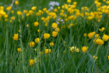 field of yellow flowers