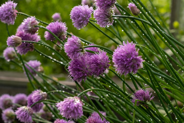 flowers in the garden