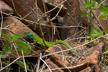 European green lizard Lacerta Viridis is hiding in the ruins of an old tile and bush. Close up, selective focus
