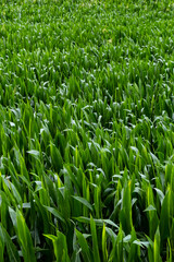 Green Maize Corn Field Plantation In Summer Agricultural Season.
