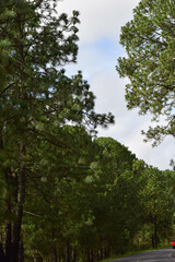 Road in the middle of the forest