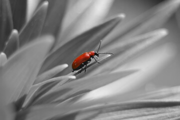 The last red baron on the battlefield