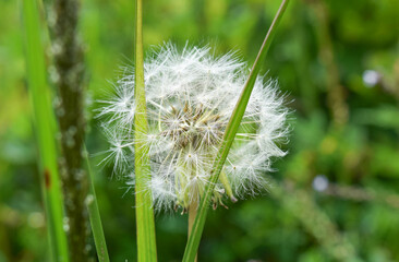 Close-up to a dandelion on green grass
