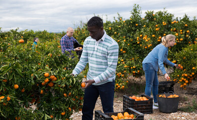 Portrait of adult farmers in process of harvesting tangerines on organic plantation