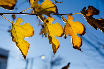 Close up of red autumn leaves