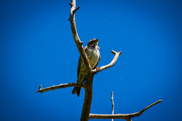 Pajaro