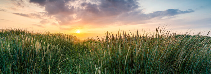 Wheat field panorama at sunset