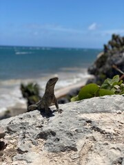 Iguana 