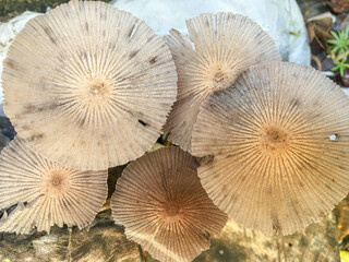 Brown mushrooms grow on a wooden board after the rain