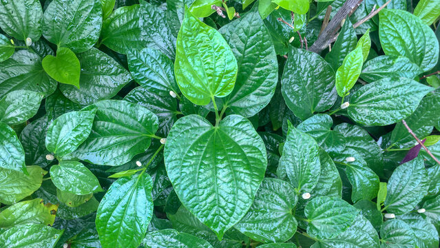 Thai herb - Chaplo (Wild Betal Leafbush, Piper sarmentosum Roxb. Piperaceae)