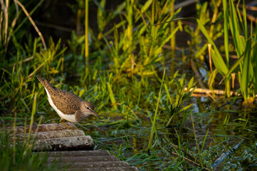 wild nature photo. Made ethically, without frightening animals or interfering with the ecosystem.