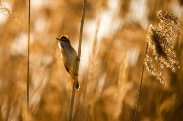 wild nature photo. Made ethically, without frightening animals or interfering with the ecosystem.