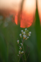 wild nature photo. Made ethically, without frightening animals or interfering with the ecosystem.