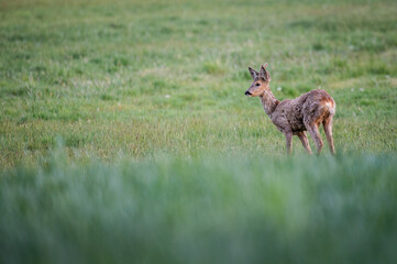 wild nature photo. Made ethically, without frightening animals or interfering with the ecosystem.