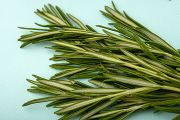 Rosemary branch on a mint background. And lots of rosemary stalks. fresh rosemary