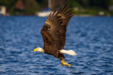 A bald eagle in flight as it hunts, with a fish gripped in its talons