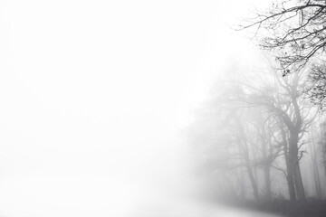 Trees in dense fog