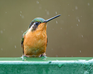 Female White-Bellied Mountain Gem, Lampornis hemileucus, Resting on Vibrant Green Railing in Costa Rica