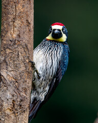Costa Rican Encounter: Acorn Woodpecker, Melanerpes formicivorus, Drumming on a Trunk