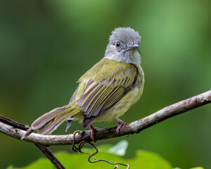 Fototapeta premium Yellow Olive Flycatcher, Tolmomyias sulphurescens, Captured in Costa Rica