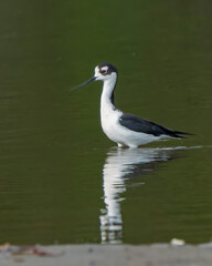 Black-necked Stilt, Himantopus mexicanus, Wading in Costa Rican Marsh