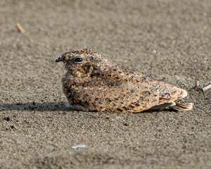 Lesser Nighthawk, Chordeiles acutipennis, Captured in Costa Rica's Tropical Sands