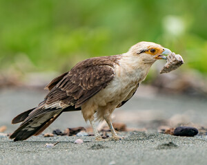 Yellow-headed Caracara bird of prey with iguana flesh and skin in its beak in Costa Rica's Corcovado National Park