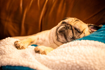 Pug relaxing like a boss.