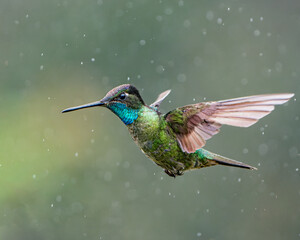 Endemic Talamanca Hummingbird in flight in the highlands of Costa Rica © Tyler