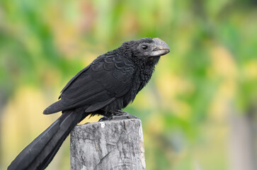 Smooth-billed ani, Crotophaga ani, shown standing on a wooden post. Photo taken in western Panama, Pacific slope.