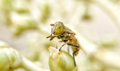 Insect