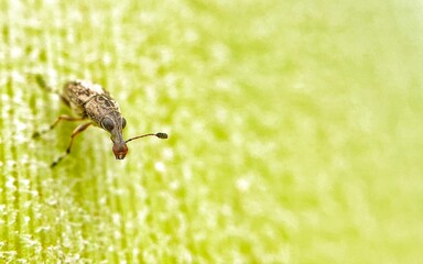Fototapeta premium Insect