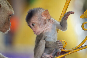 可愛いサル