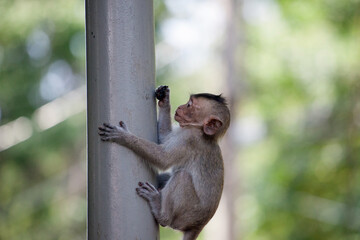可愛いサル