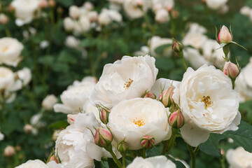 白い薔薇（ウィリアム アンド キャサリン）William and Catherin