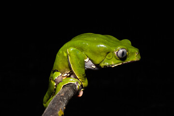 The Kambo frog secretes a highly toxic substance to defend itself against predators. In the Amazon, various indigenous tribes use the poison of this frog as part of their customs.