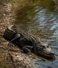 alligator in the swamp