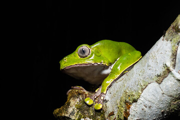 The Kambo frog secretes a highly toxic substance to defend itself against predators. In the Amazon, various indigenous tribes use the poison of this frog as part of their customs.