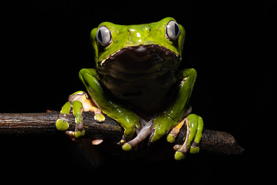 The Kambo frog secretes a highly toxic substance to defend itself against predators. In the Amazon, various indigenous tribes use the poison of this frog as part of their customs.