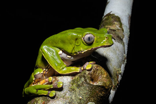 The Kambo frog secretes a highly toxic substance to defend itself against predators. In the Amazon, various indigenous tribes use the poison of this frog as part of their customs.