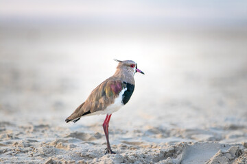 red crowned night heron