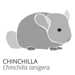 Chinchilla cute cartoon clipart set. Pet drawing. Small animal. Cute cartoon line art. Logo design. Vector illustration isolate.