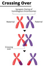 Maternal and paternal homologous chromosomes exchange genetic material. Crossing over. Homologous recombination. Vector illustration.