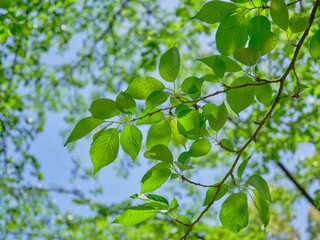 風景素材　初夏の陽射しに映える桜の若葉