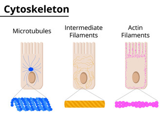 Different structures of cytoskeleton. Microtubules, intermediate filaments and actin filaments. Vector illustration. - obrazy, fototapety, plakaty