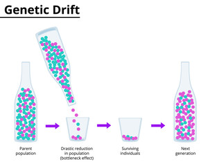 Theory of genetic drift. Bottleneck effect. Vector illustration.